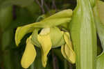 Green pitcherplant